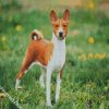 Basenji Dog Breed Animal diamond painting