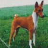 Basenji Dog diamond painting