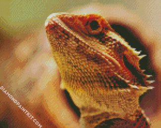 Bearded Dragon Lizard Head diamond painting