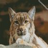 Bobcat Head diamond painting