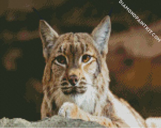 Bobcat Head diamond painting