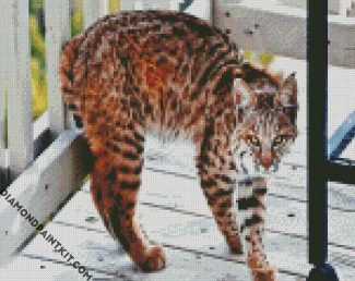 Bobcat diamond painting