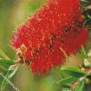 Bottlebrush Flower diamond painting