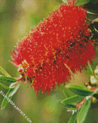 Bottlebrush Flower diamond painting