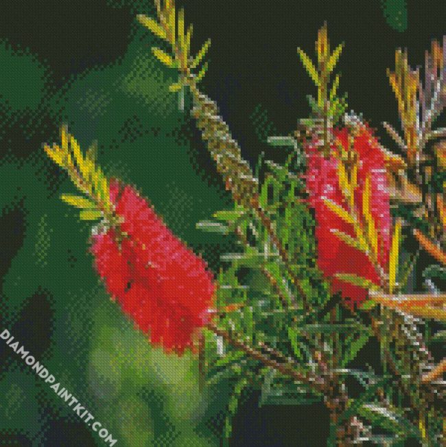 Bottlebrush Flowers diamond painting