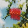 Bottlebrush In A Branch diamond painting