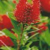 Bottlebrush Plant diamond painting