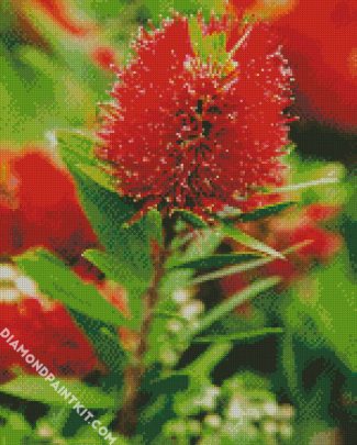 Bottlebrush Plant diamond painting