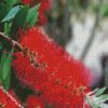 Bottlebrush Plants diamond painting