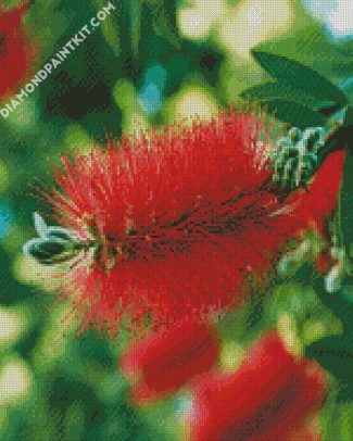 Bottlebrush diamond painting