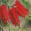 Bottlebrushes In A Branch diamond painting