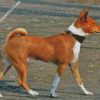 Brown Basenji Dog diamond painting