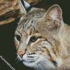 Close Up Bobcat diamond painting