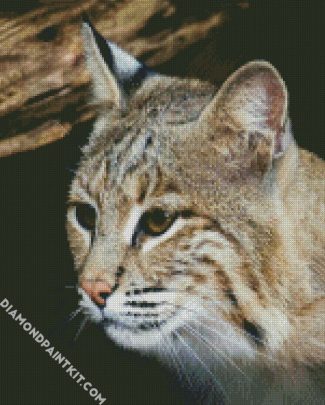 Close Up Bobcat diamond painting