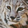 Close Up Bobcat Animal diamond painting