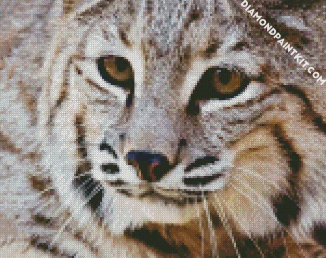 Close Up Bobcat Animal diamond painting