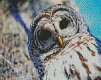 Cute Barred Owl diamond painting