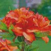 Orange Azaleas diamond painting