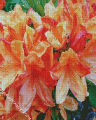 Orange Azaleas Flowers diamond painting