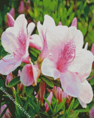 White And Pink Azaleas diamond painting