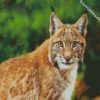 Wild Bobcat diamond painting