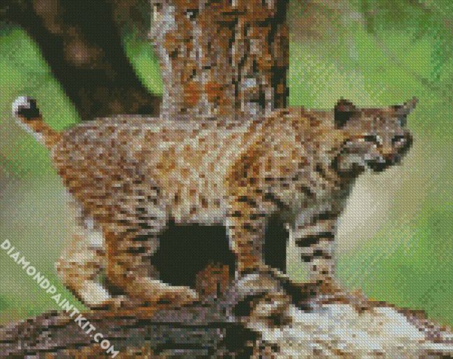 Wild Bobcat Animal diamond painting