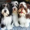 Havanese Puppies diamond painting