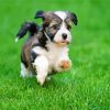 Havanese Puppy Running diamond painting