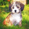 Havanese Puppy diamond painting