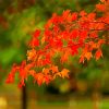 Leaves Foliage diamond painting