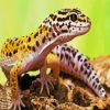 Leopard Gecko Lizard diamond painting