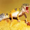 Leopard Gecko diamond painting