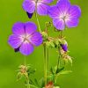 Meadow Cranesbill diamond painting