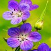 Meadow Cranesbill Wild Flowers diamond painting