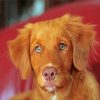 Nova Scotia Duck Tolling Retriever Dog diamond painting