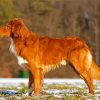 Nova Scotia Duck Tolling Retriever diamond painting