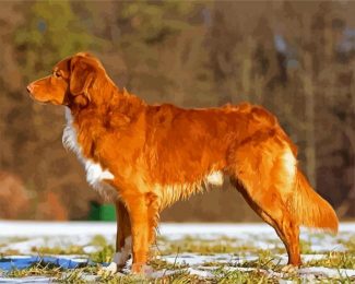 Nova Scotia Duck Tolling Retriever diamond painting