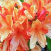 Orange Azaleas Flowers diamond painting