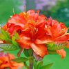 Orange Azaleas diamond painting