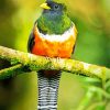 Orange Bellied Trogon diamond painting