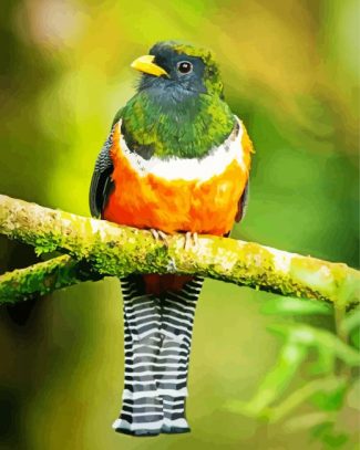 Orange Bellied Trogon diamond painting