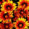 Orange Gazania Flowers diamond painting