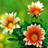 Orange White Gazania diamond painting