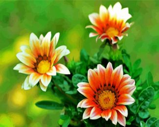 Orange White Gazania diamond painting