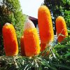 Orange Banksia In The Garden diamond painting