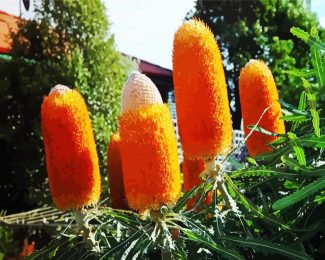 Orange Banksia In The Garden diamond painting