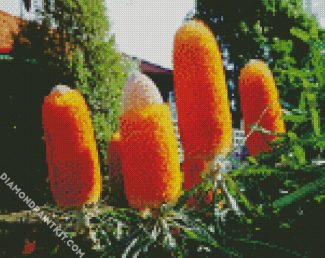 Orange Banksia In The Garden diamond painting