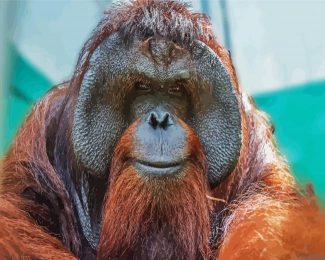 Orangutan Monkey diamond painting