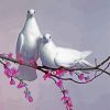 Pigeon Doves diamond painting