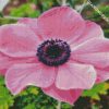 Pink Anemone diamond painting